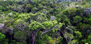 World Heritage Tropical Rainforest Canopy.jpg